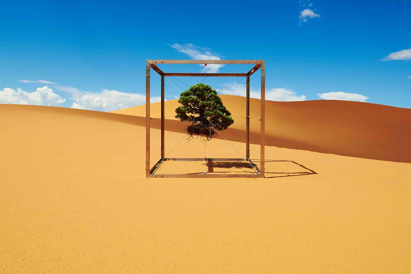 他玩出了虐花的最高境界，把鲜花送进太空、深海、冰封、烈焰