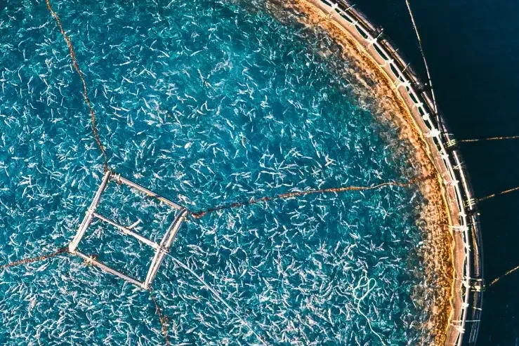 Patagonia 为我们呈现冰岛为反对工业养殖做出的斗争