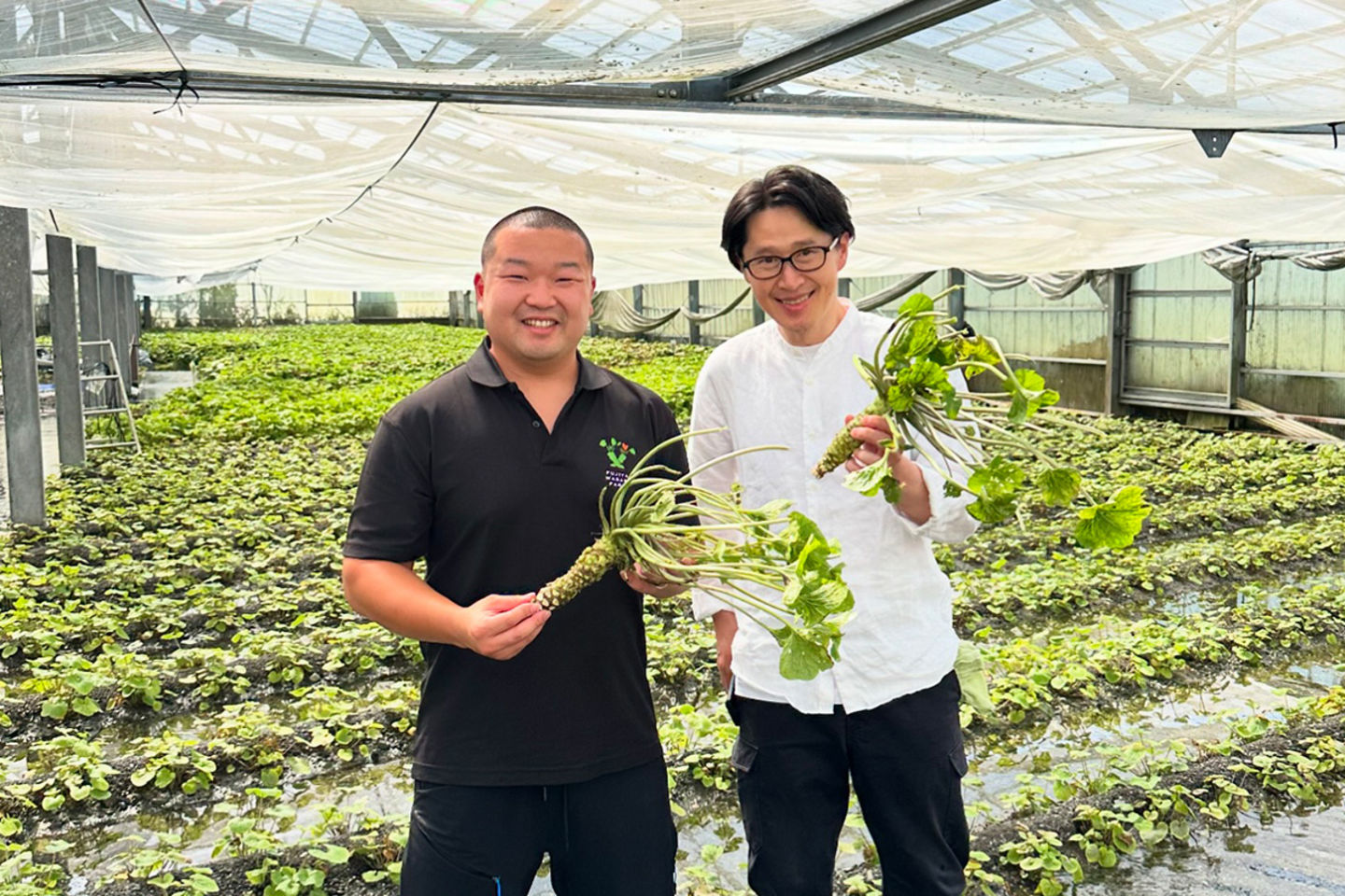 日本农二代望月啓市传承百年山葵种植家业，拓展全球创意料理