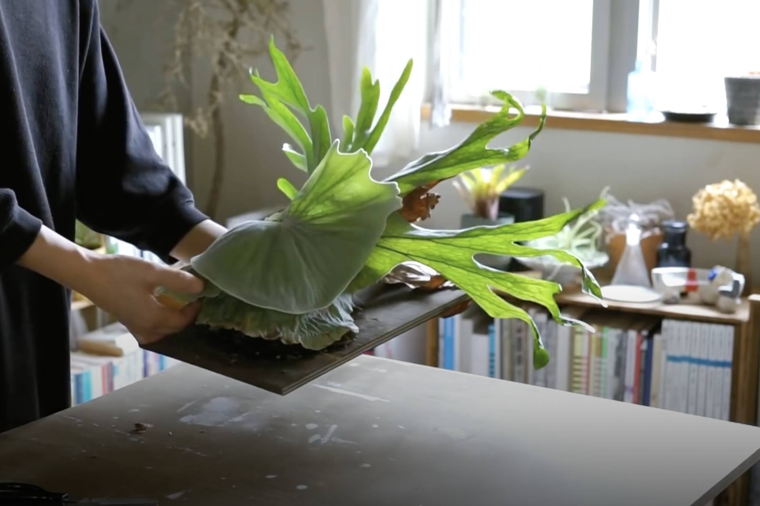 植物DIY ｜ 打理鹿角蕨，一款适合悬挂在墙上的蕨类